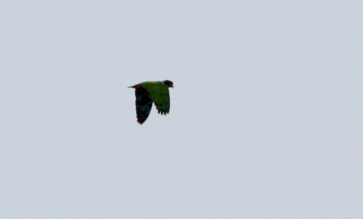 Scaly-naped Parrot - ML139032131