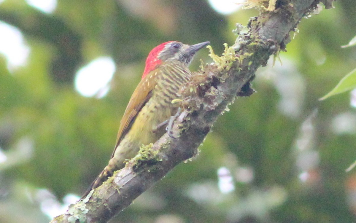 Yellow-vented Woodpecker - Gary Leavens