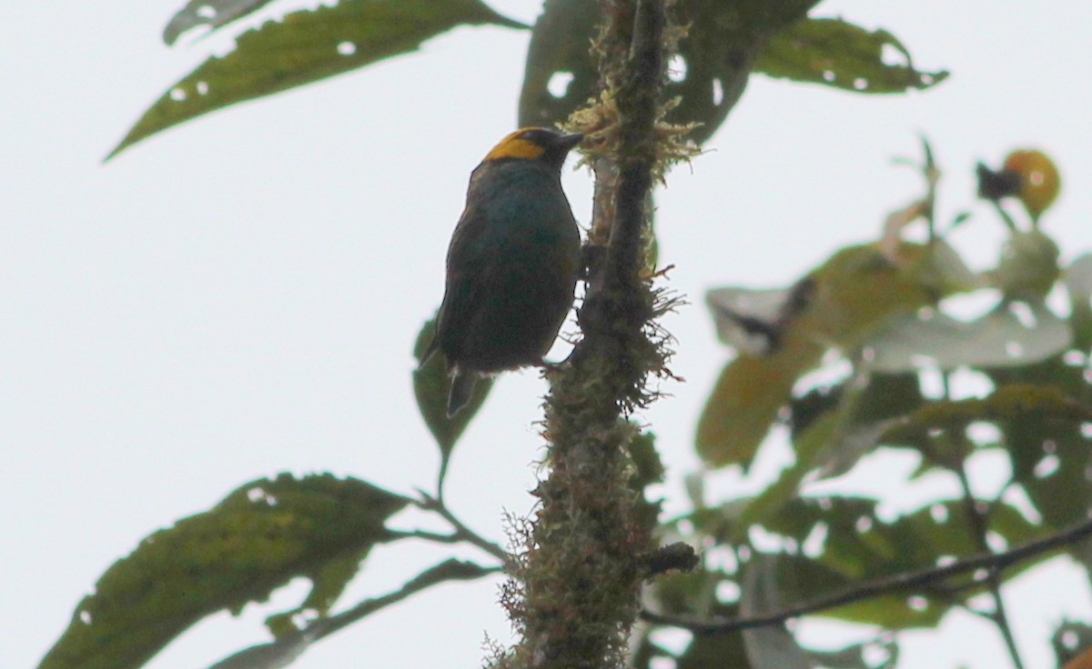 Saffron-crowned Tanager - ML139032681