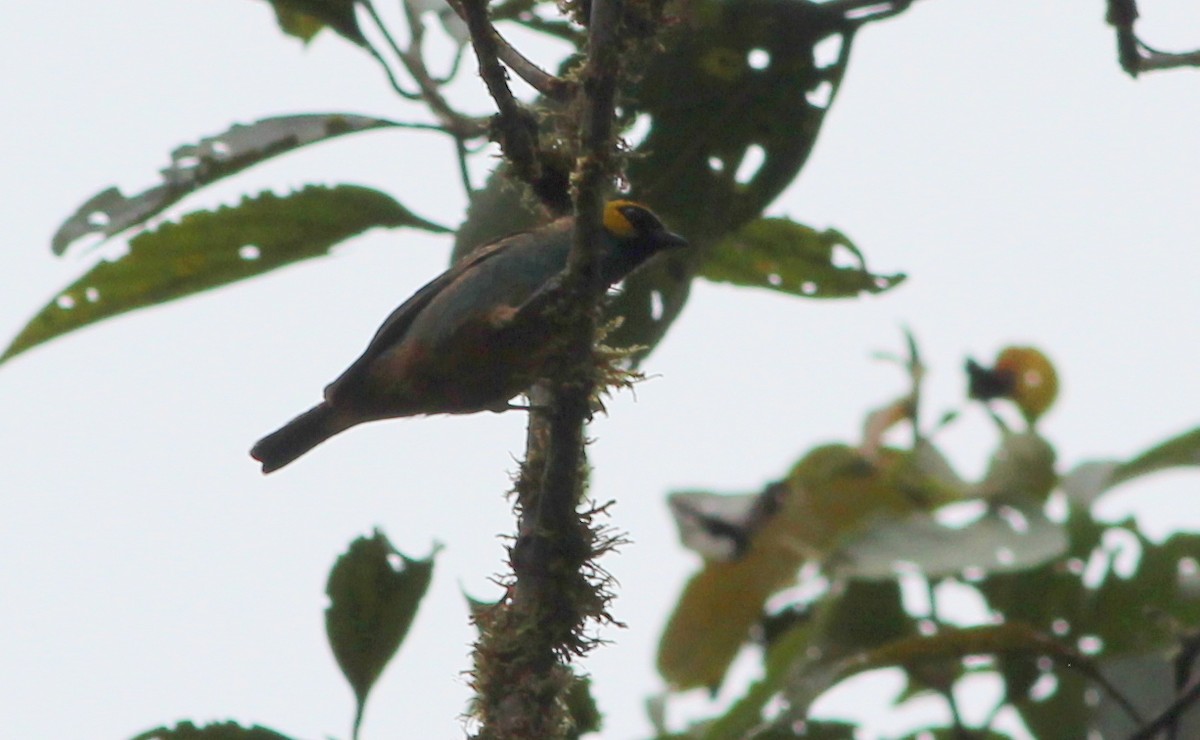Saffron-crowned Tanager - ML139032751