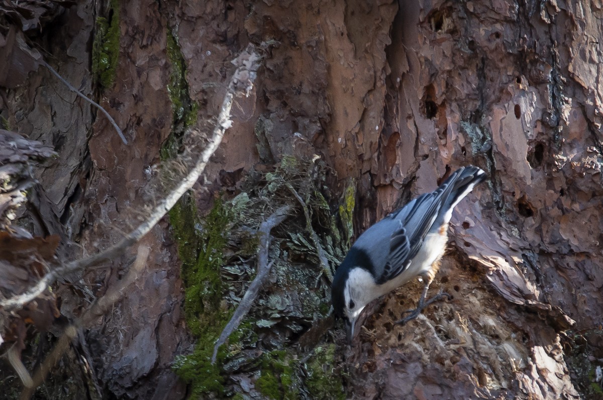 White-breasted Nuthatch - Meredith Boatman