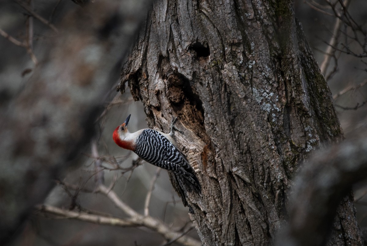 Red-bellied Woodpecker - Meredith Boatman