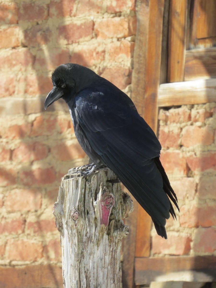Large-billed Crow - Bruce Barrett