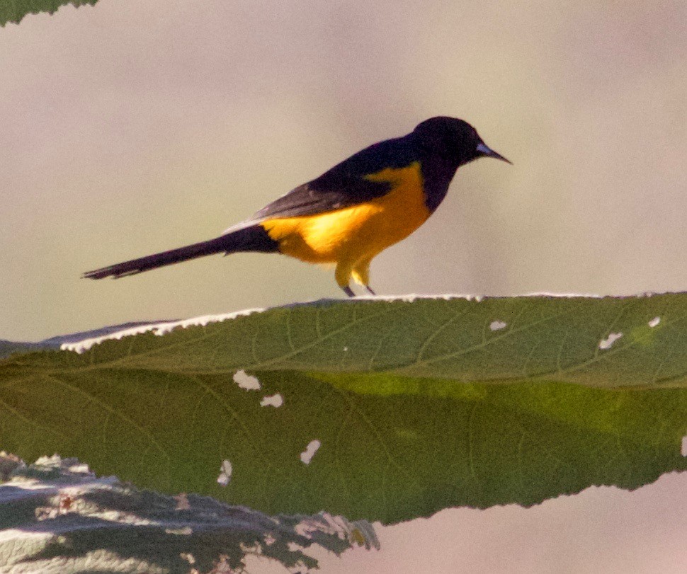 Black-vented Oriole - Rob O'Donnell