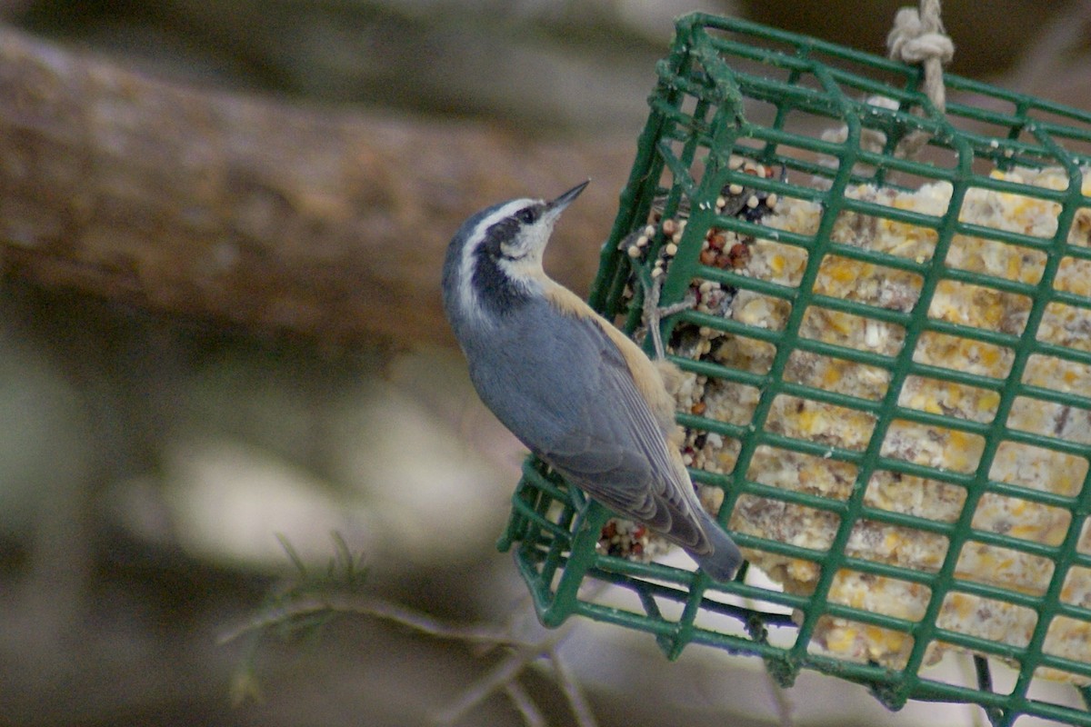 Red-breasted Nuthatch - Steven Biggers