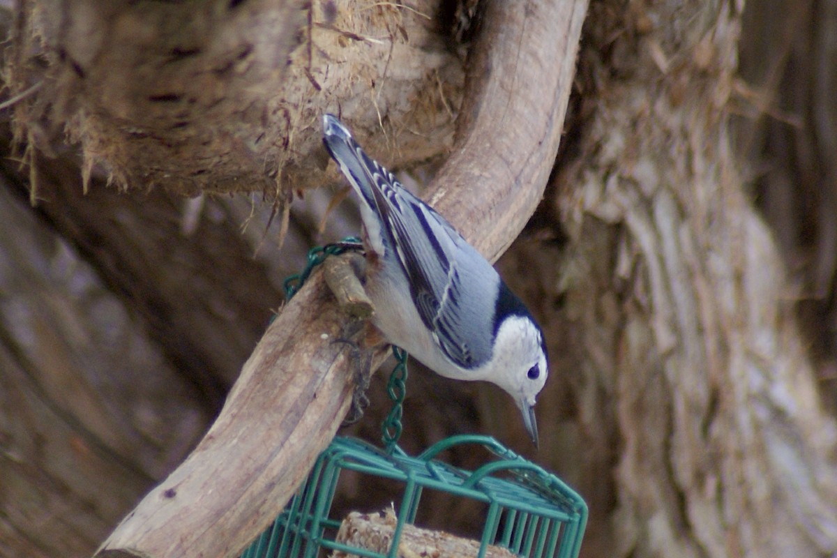 White-breasted Nuthatch - Steven Biggers