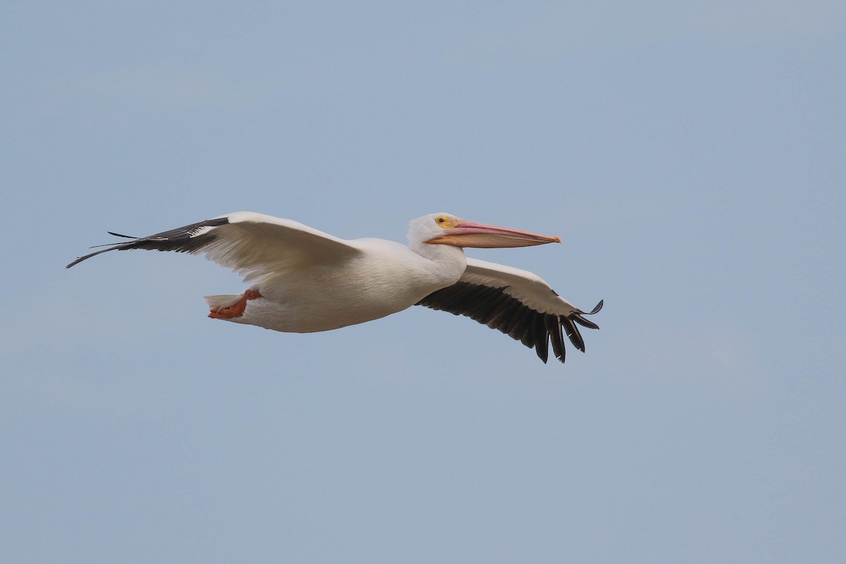 American White Pelican - ML139038331