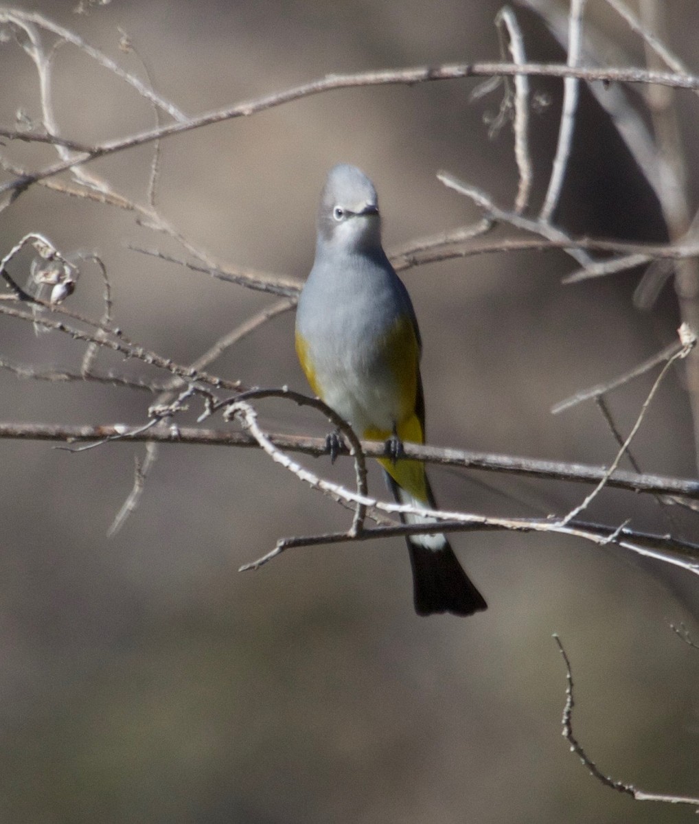 Gray Silky-flycatcher - Rob O'Donnell