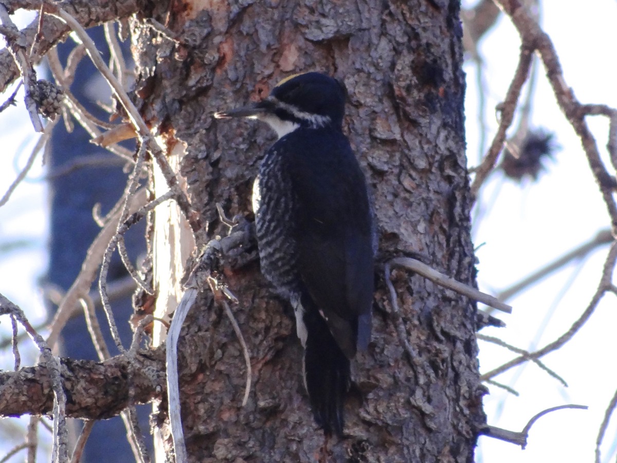 Black-backed Woodpecker - ML139041821