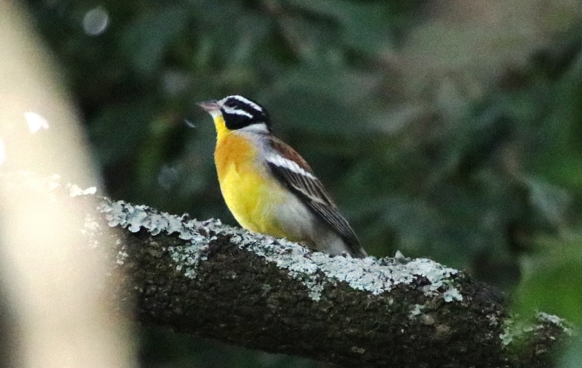 Golden-breasted Bunting - ML139042311