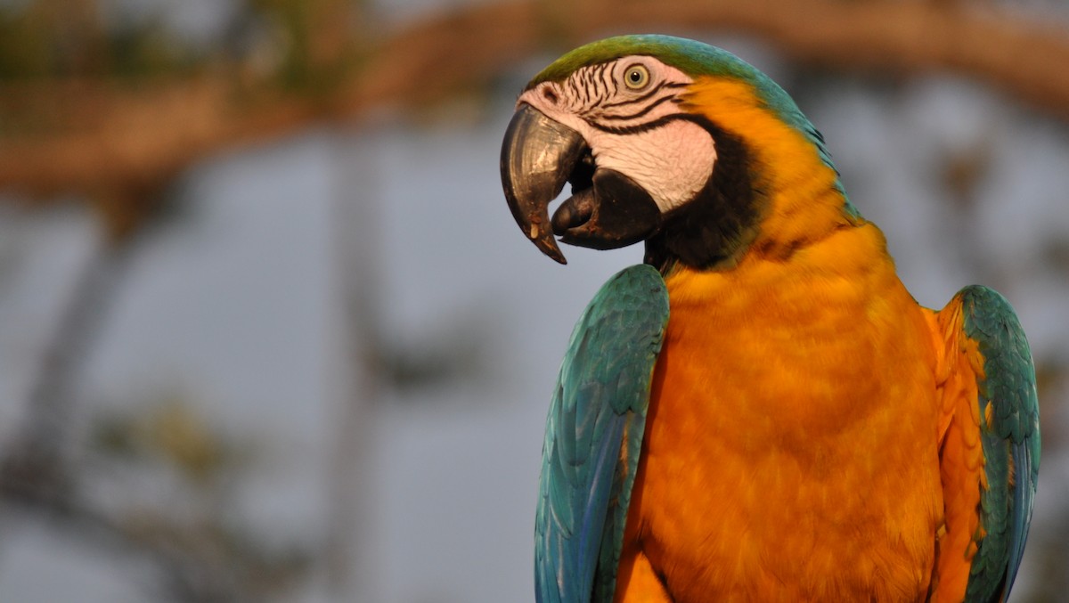 Blue-and-yellow Macaw - ML139044471
