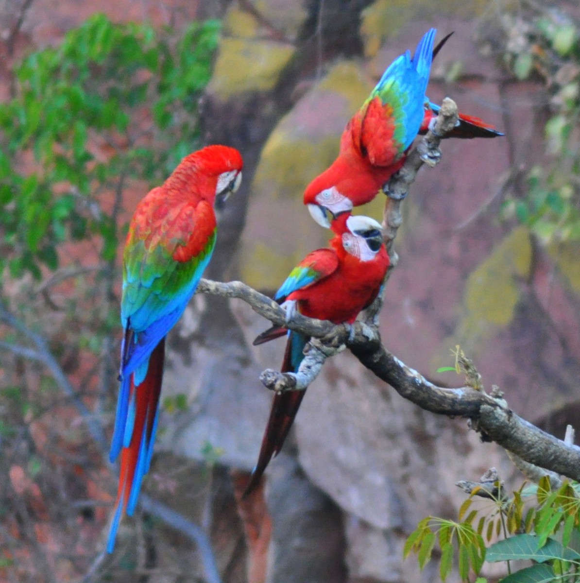 Red-and-green Macaw - Diana Flora Padron Novoa