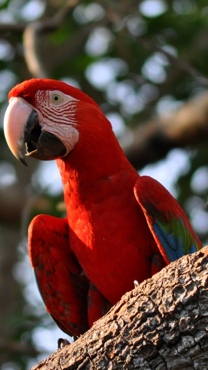 Red-and-green Macaw - Diana Flora Padron Novoa