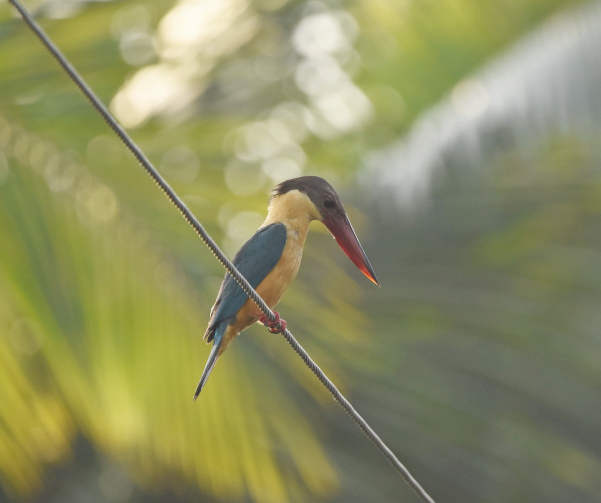 Stork-billed Kingfisher - Vishnu Nandakumar