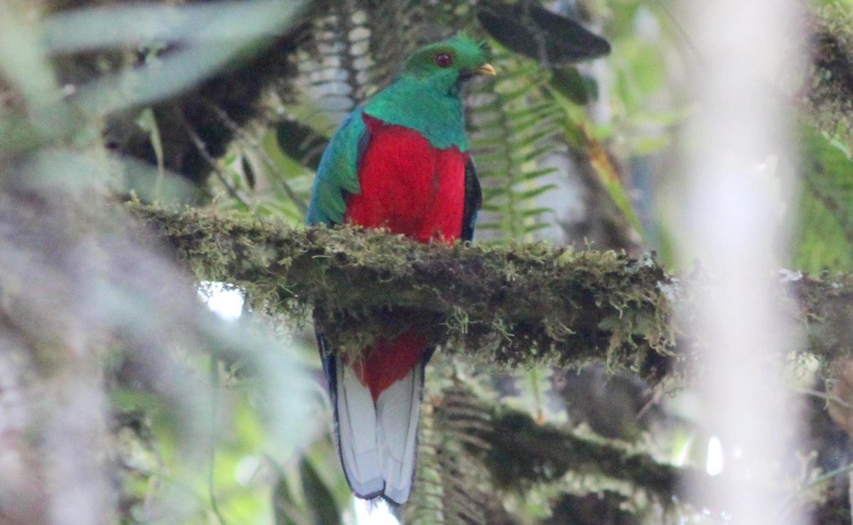 Crested Quetzal - Gary Leavens