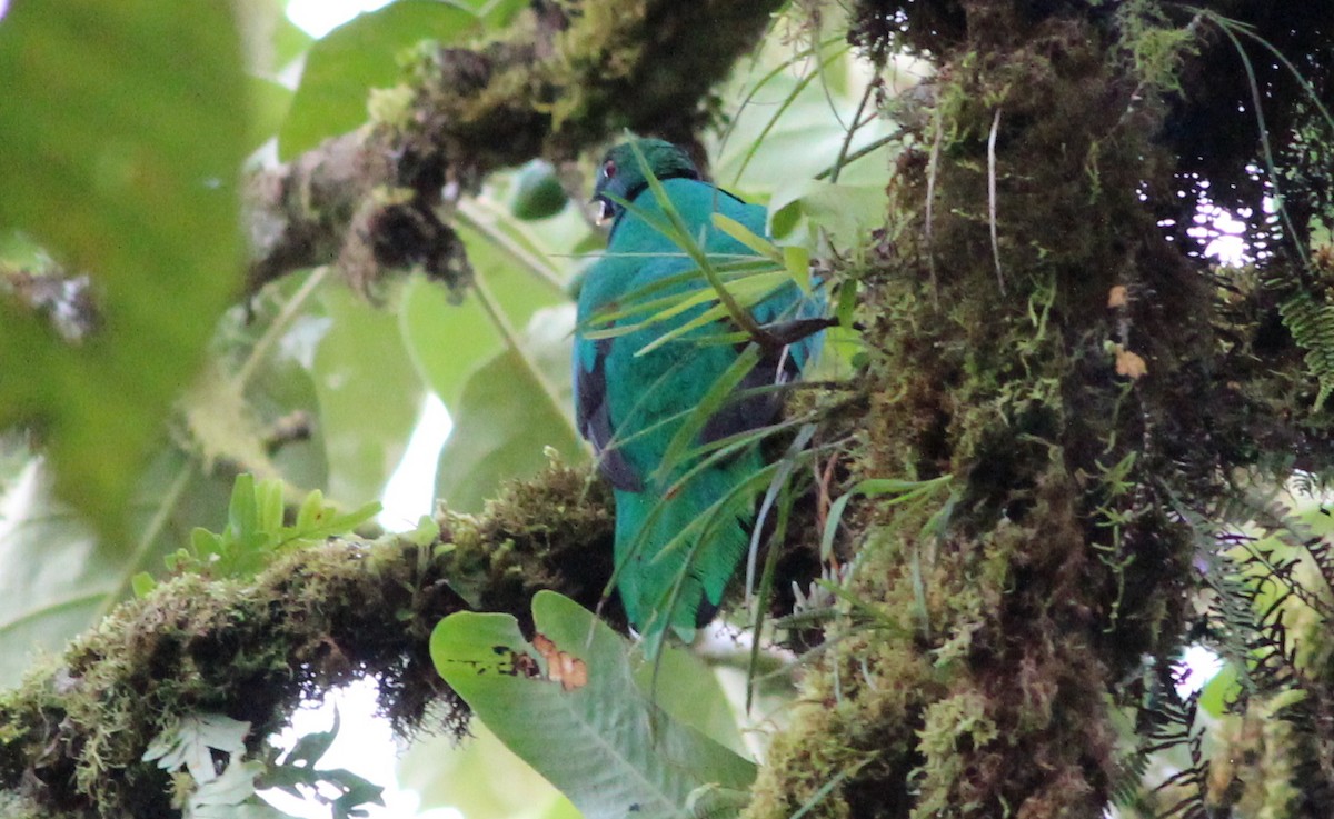 Crested Quetzal - ML139048191