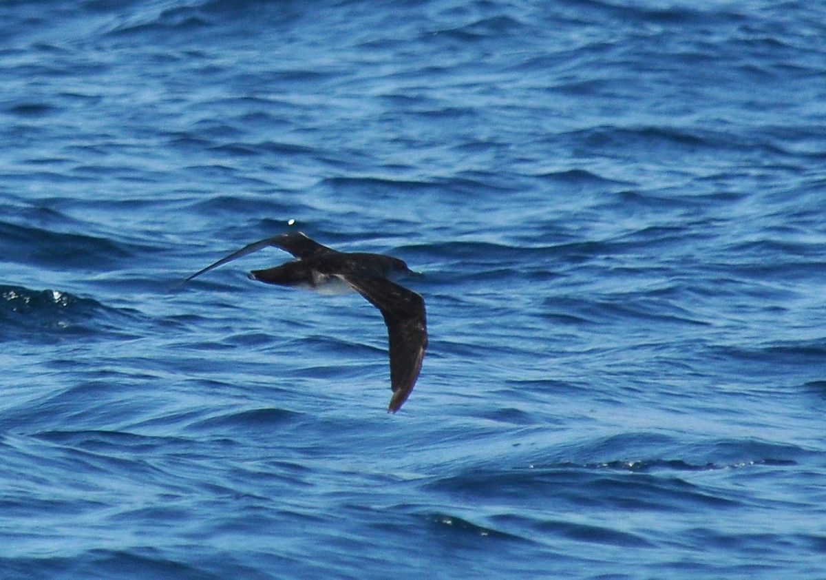 Black-vented Shearwater - Ryan O'Donnell