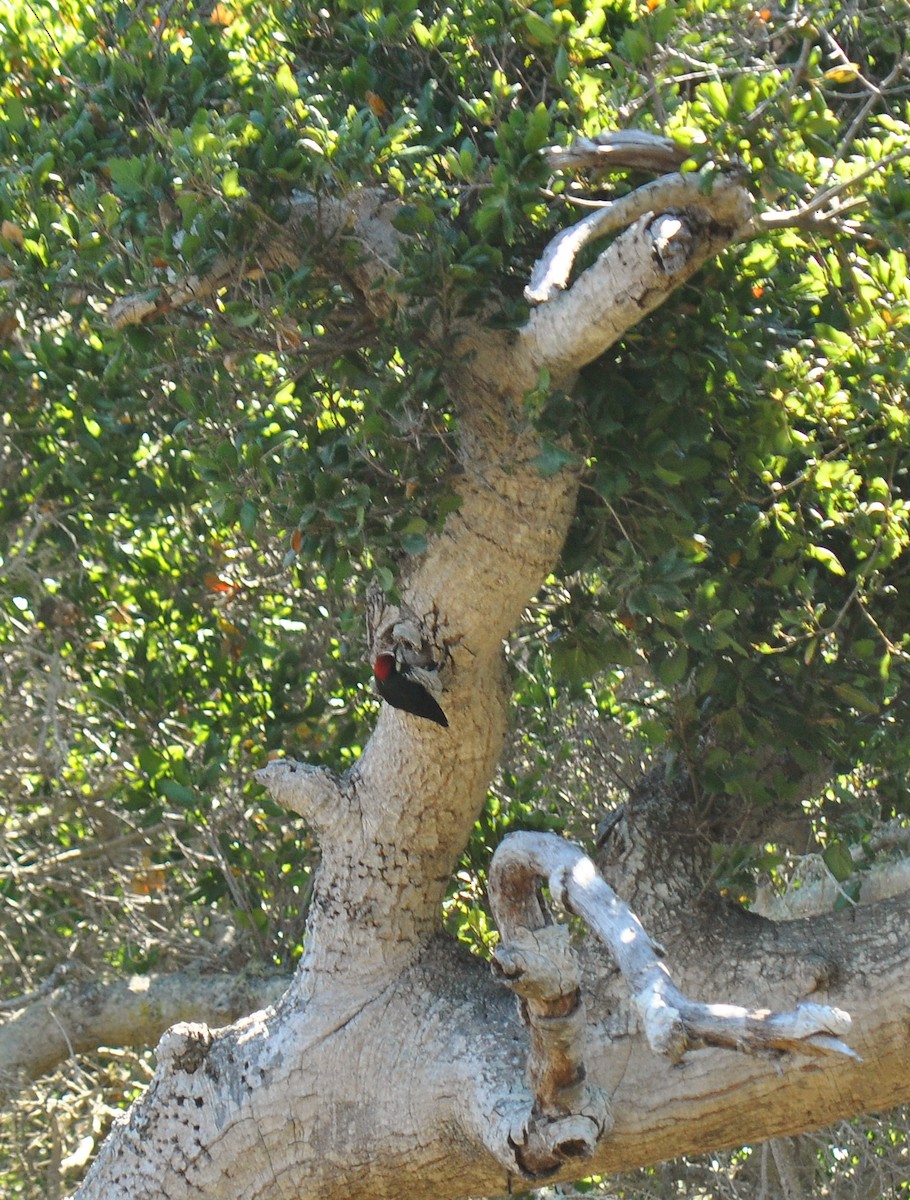 Acorn Woodpecker (Acorn) - ML139049851