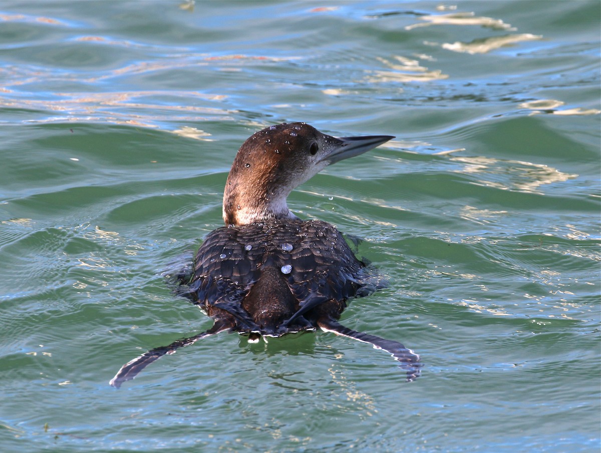 Common Loon - Pair of Wing-Nuts