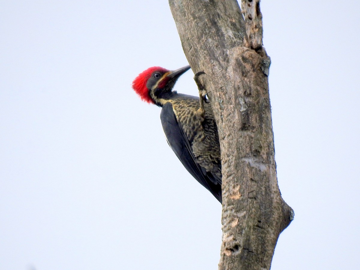 Lineated Woodpecker - Juan Carlos Cano Aguilera