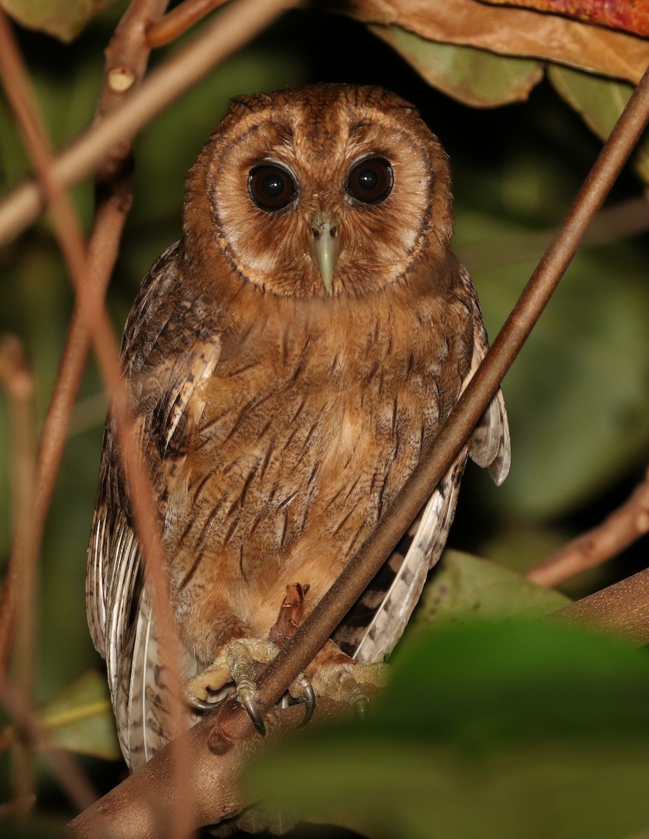 Jamaican Owl - ML139054211