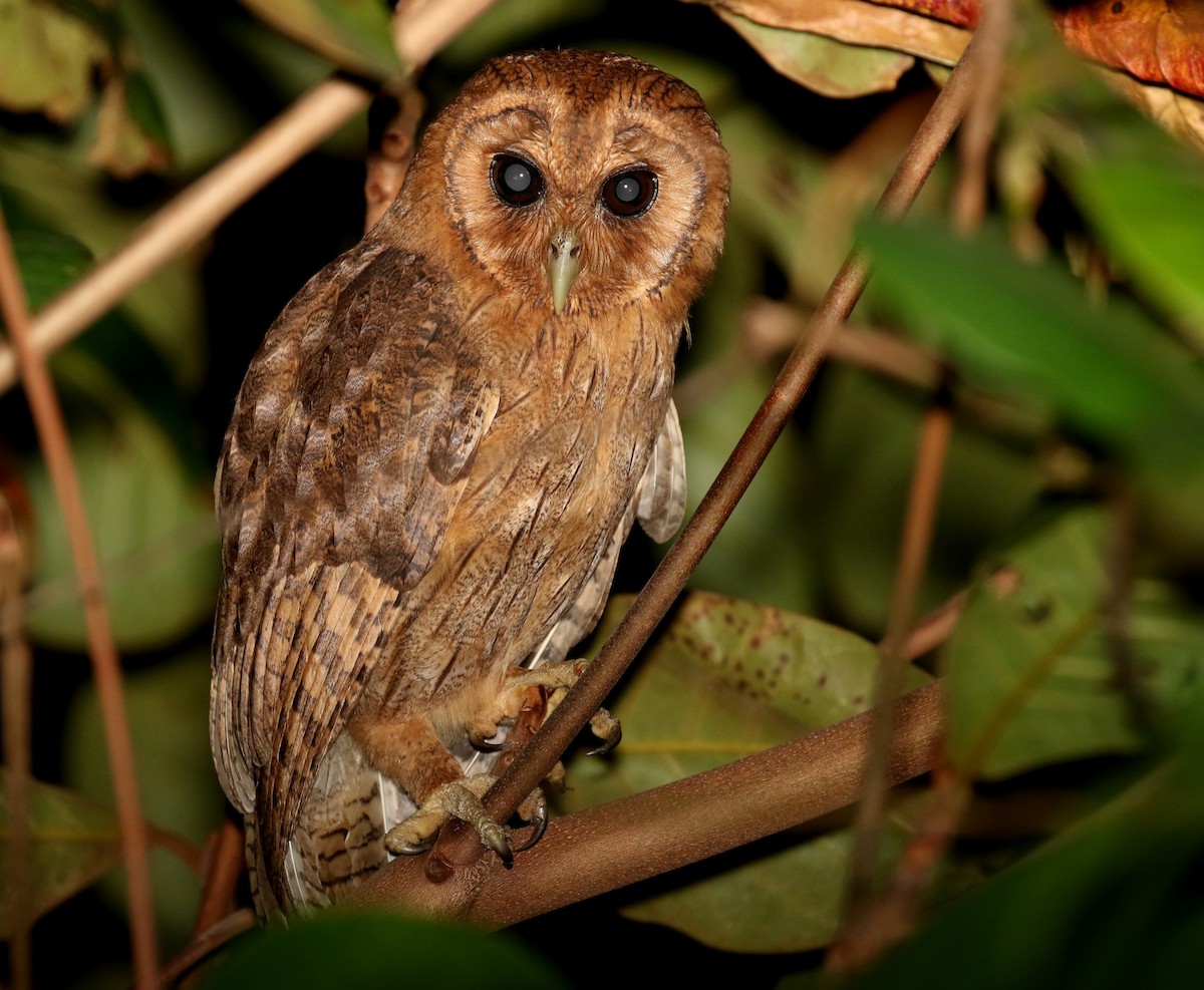 Jamaican Owl - Matthew Grube
