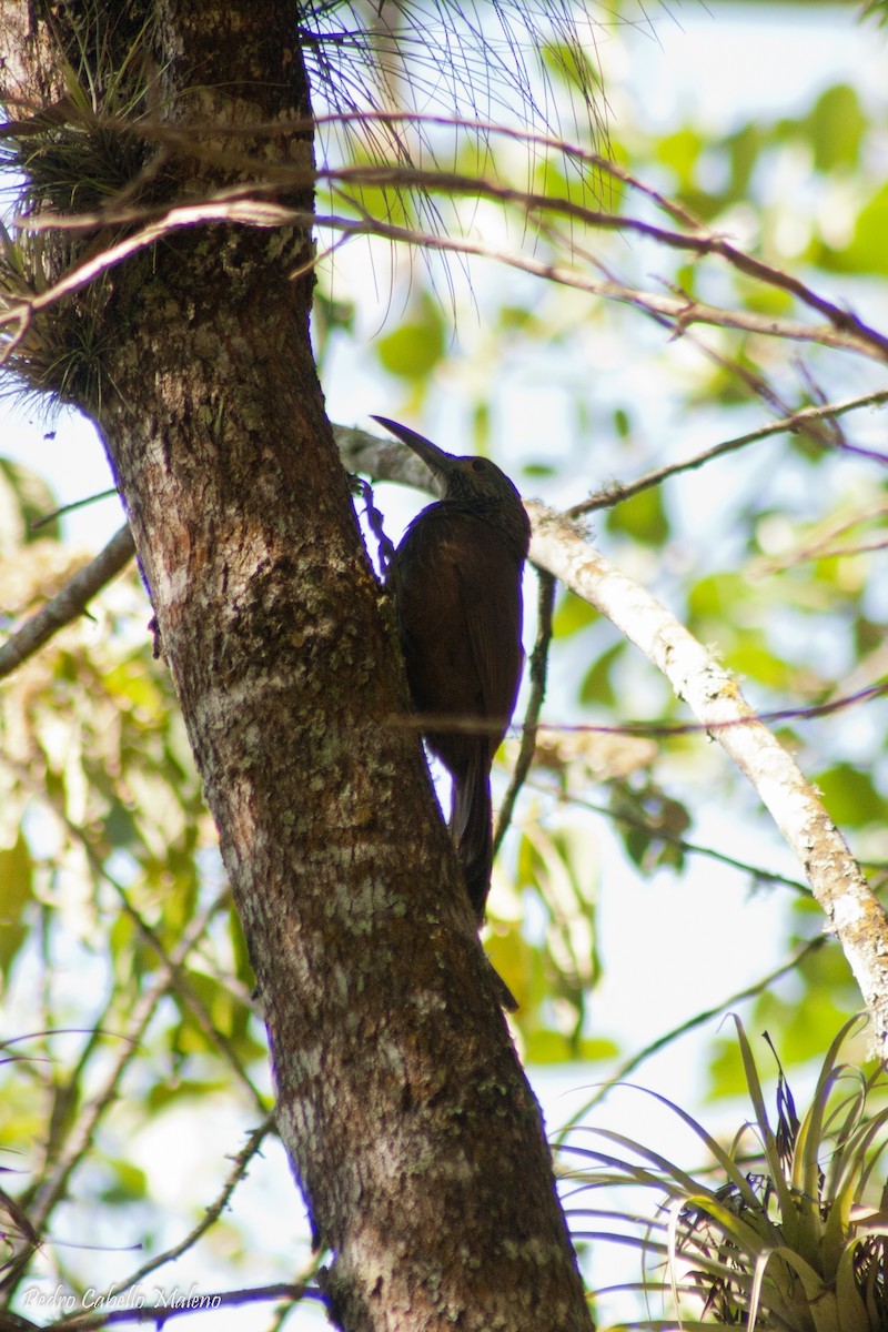 Strong-billed Woodcreeper - ML139060871