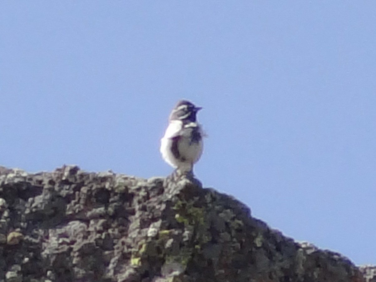 Black-throated Sparrow - ML139060931