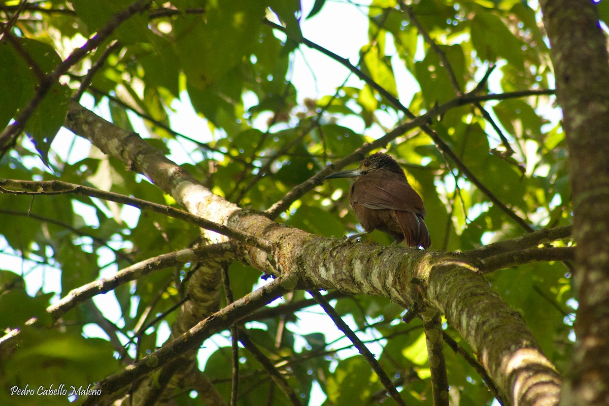 Strong-billed Woodcreeper - ML139061191