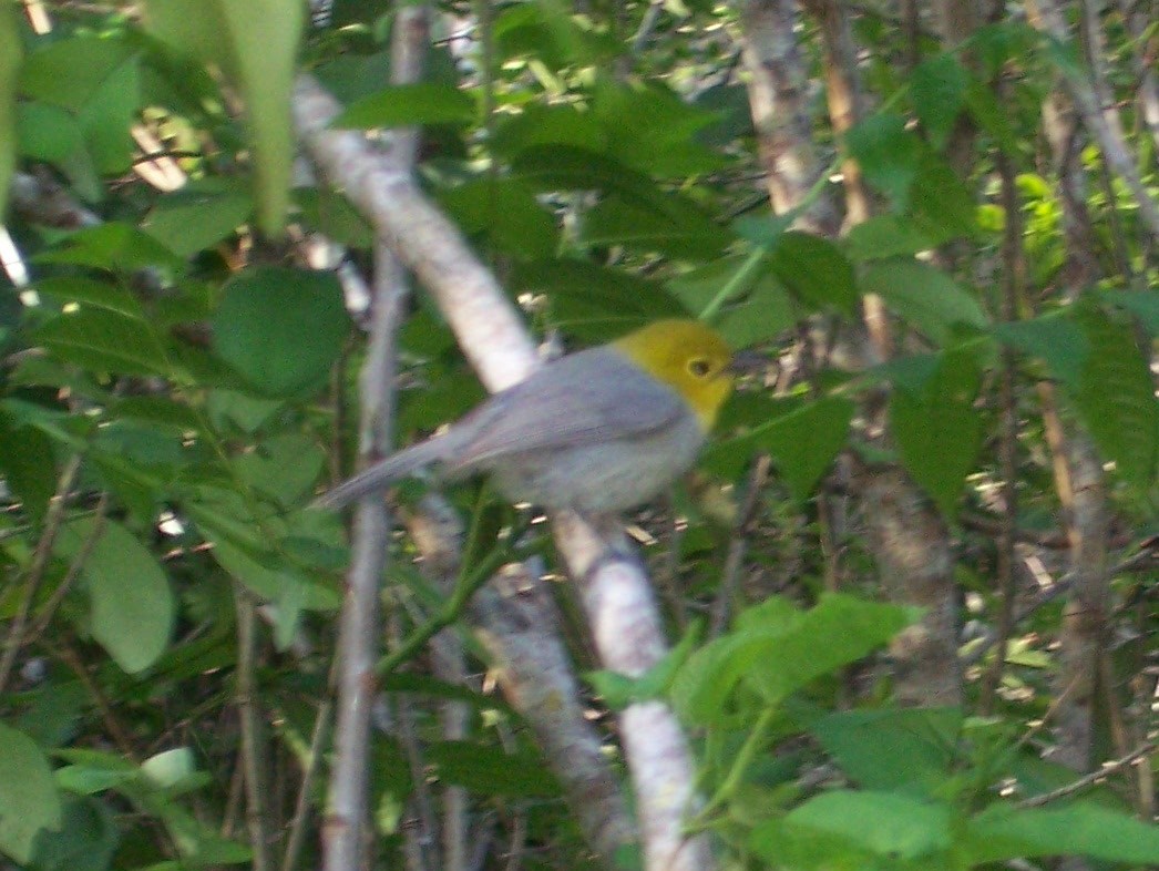 Yellow-headed Warbler - ML139061981