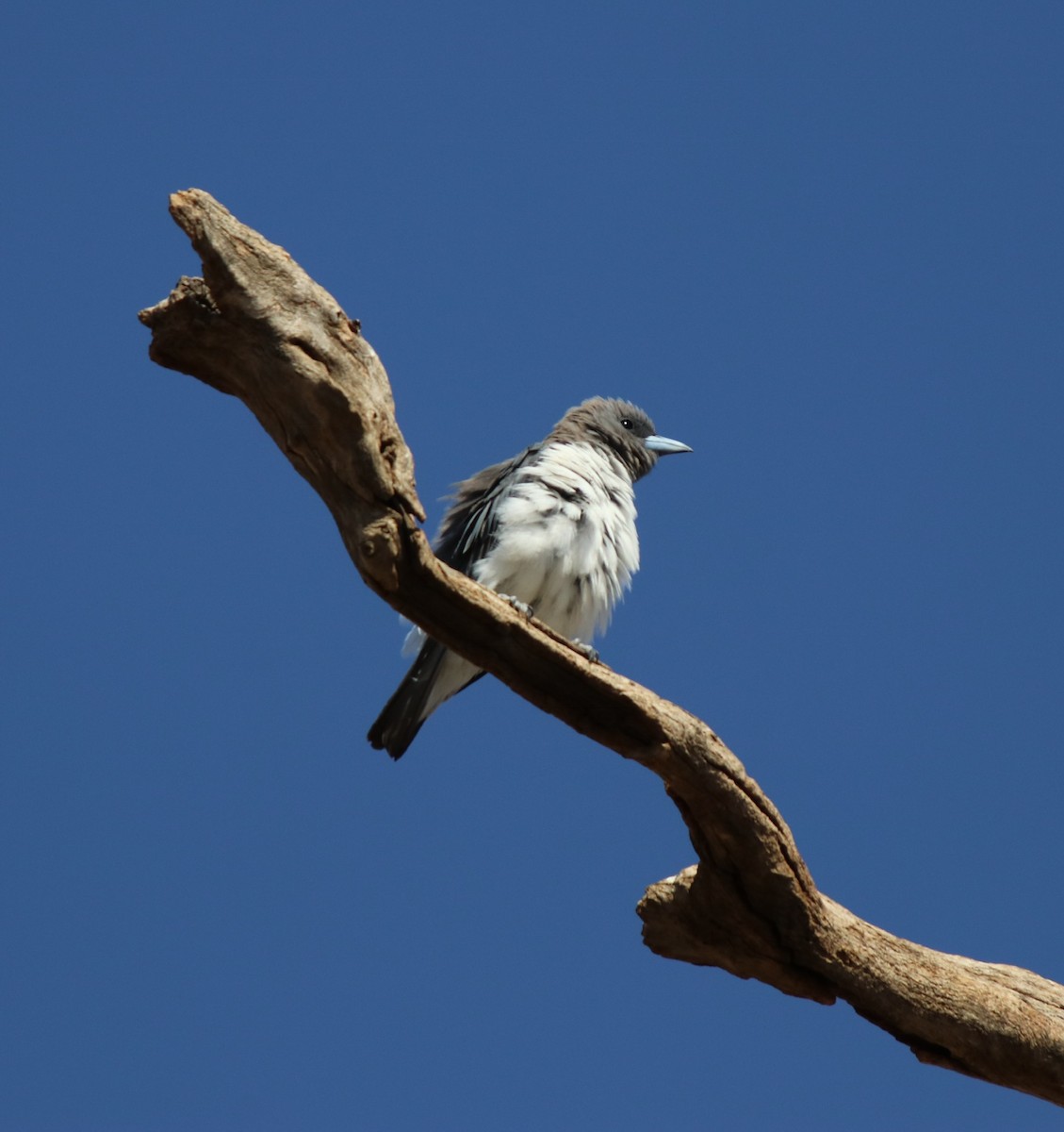 White-breasted Woodswallow - Donna Nagiello