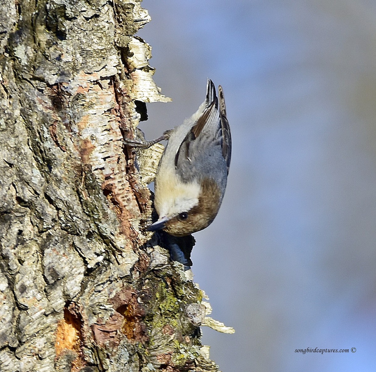Brown-headed Nuthatch - ML139063381