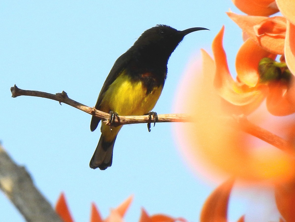 Ornate Sunbird - John Sandve