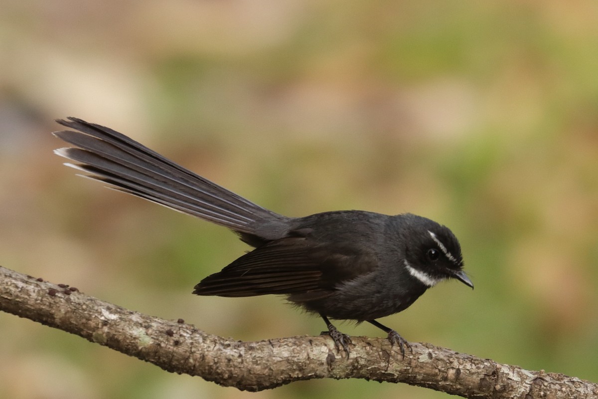 White-throated Fantail - ML139067841
