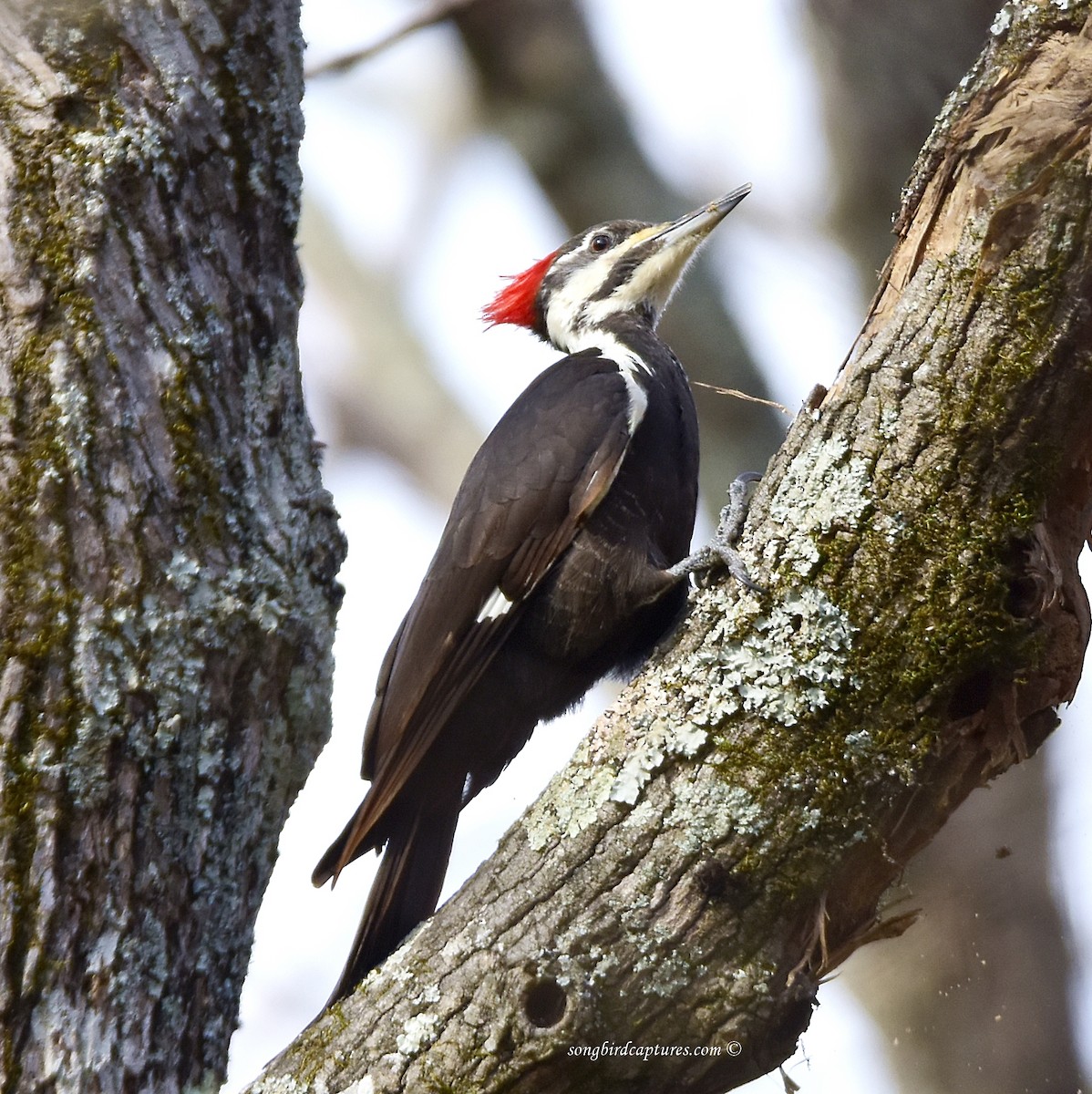 Pileated Woodpecker - Candace Casey