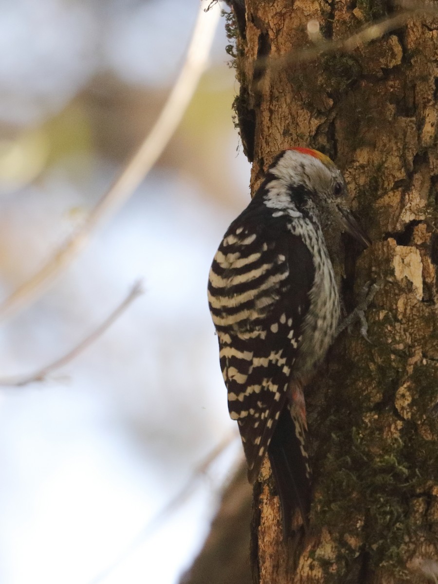 Brown-fronted Woodpecker - ML139068641