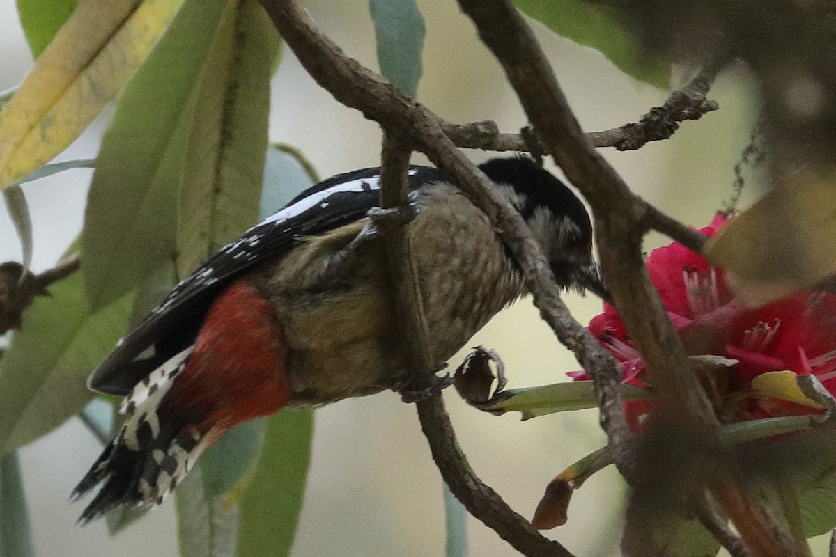 Himalayan Woodpecker - ML139068791