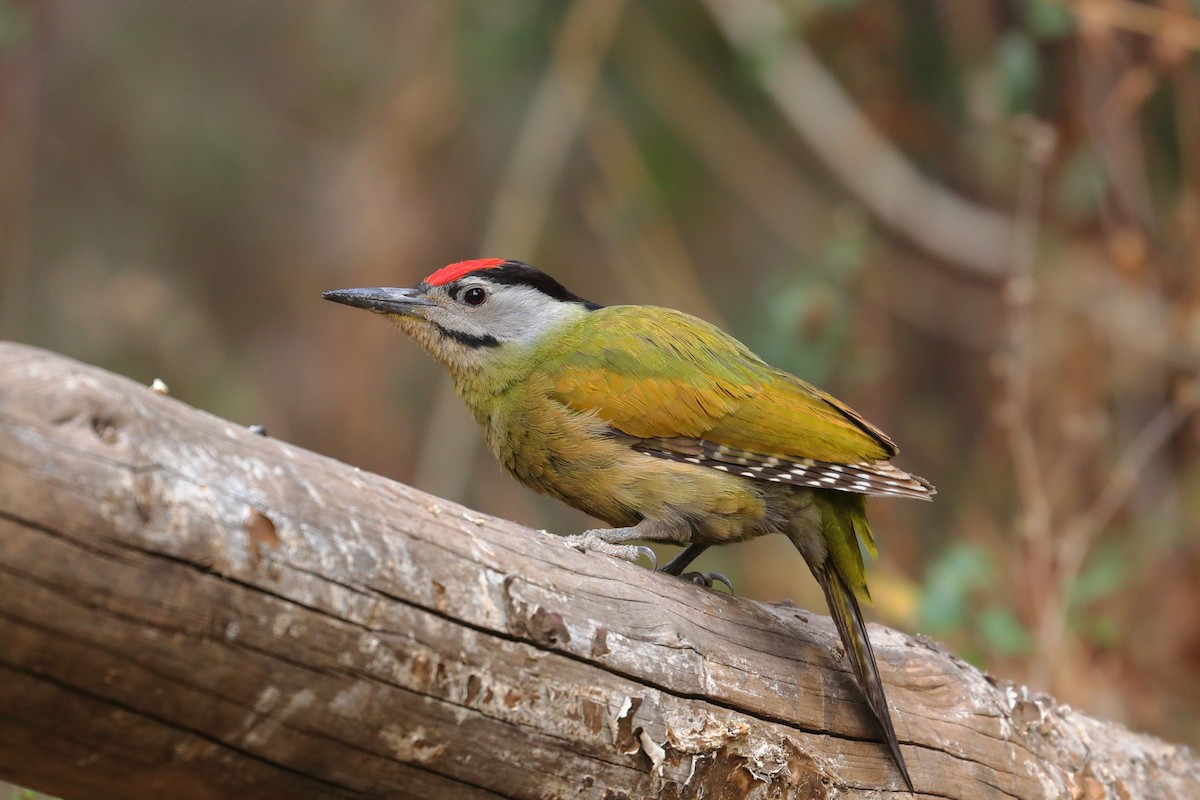 Gray-headed Woodpecker - ML139068841