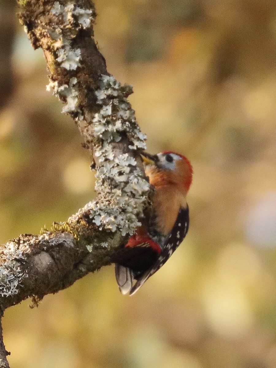 Rufous-bellied Woodpecker - ML139068861