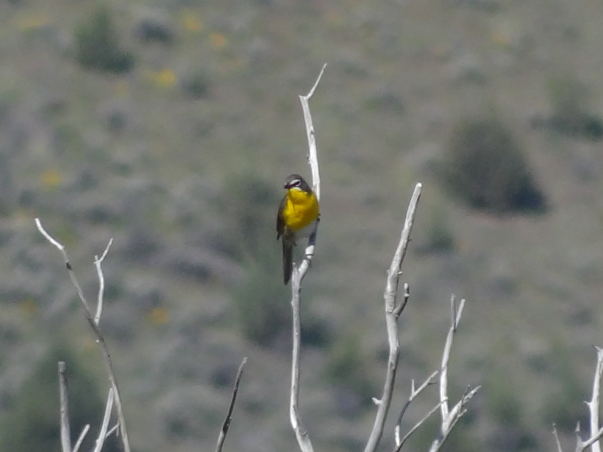 Yellow-breasted Chat - Aaron Beerman