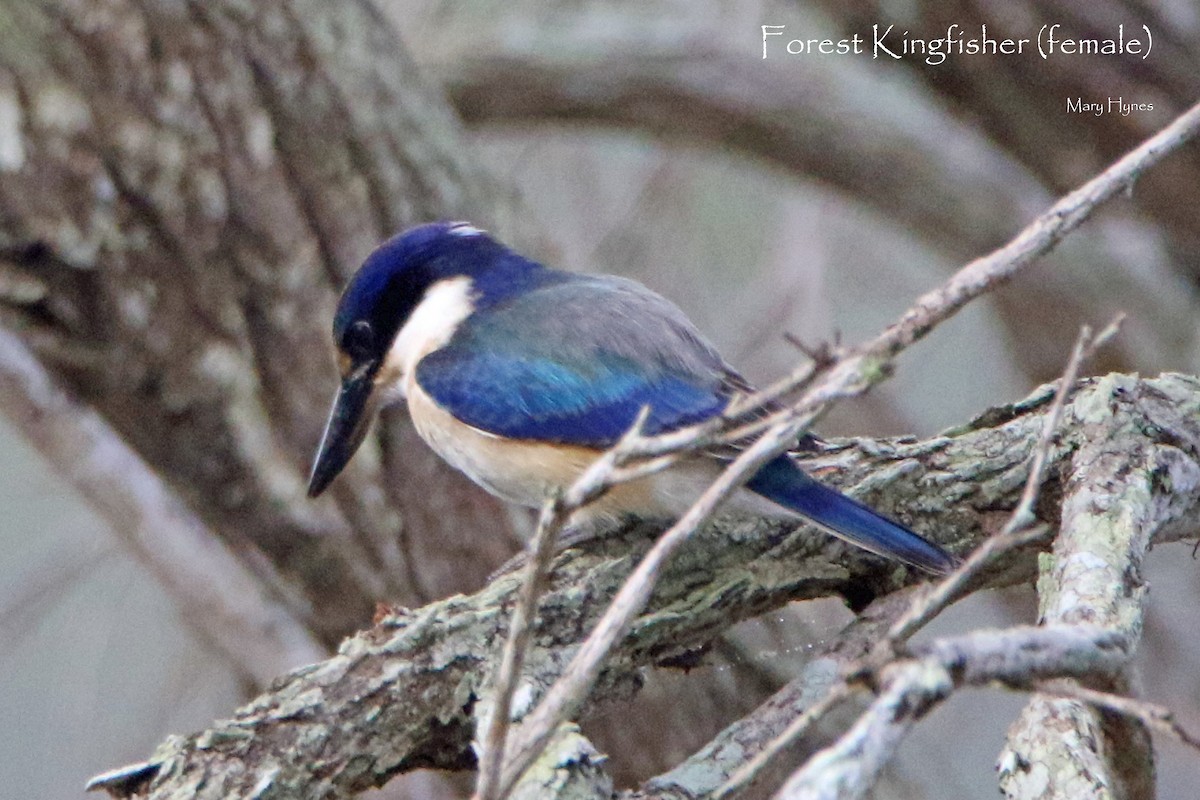 Forest Kingfisher - Sue's Group