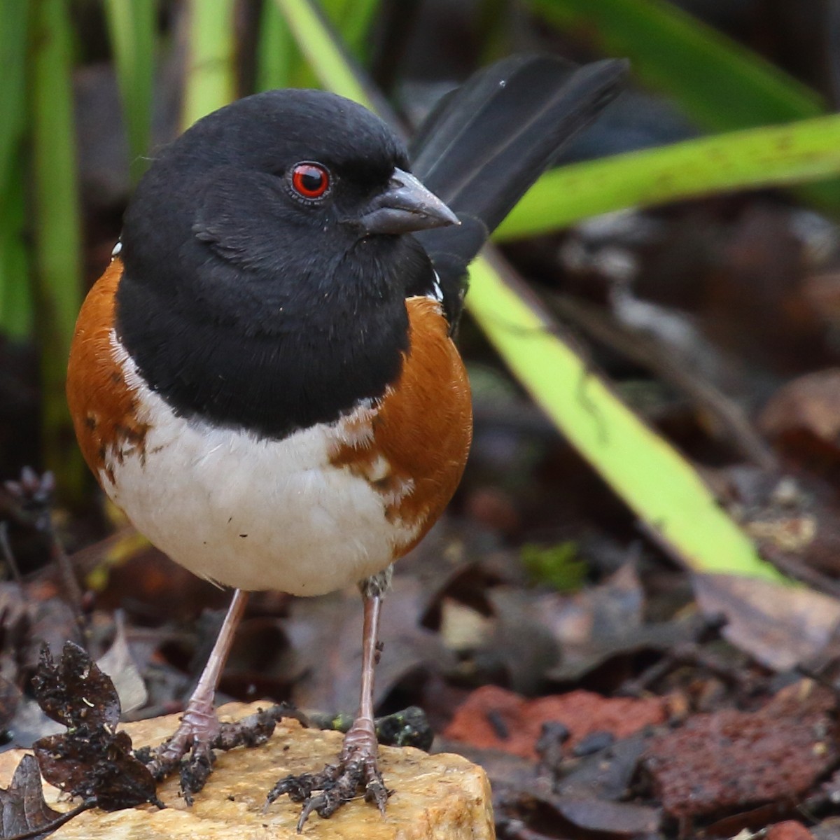 Spotted Towhee - ML139072181