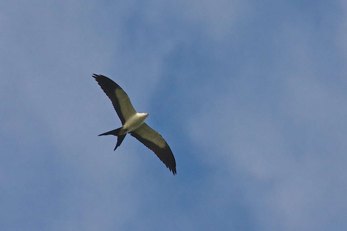 Swallow-tailed Kite - ML139076511