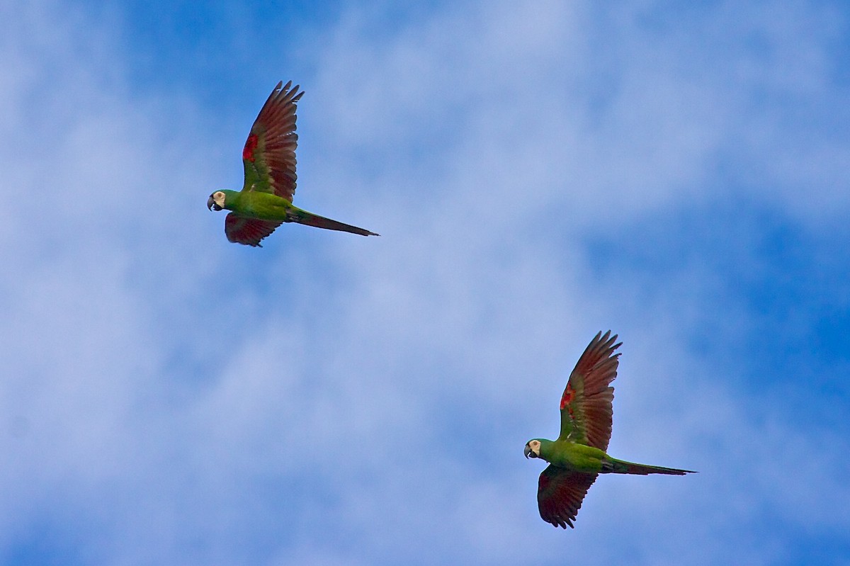Chestnut-fronted Macaw - ML139076521