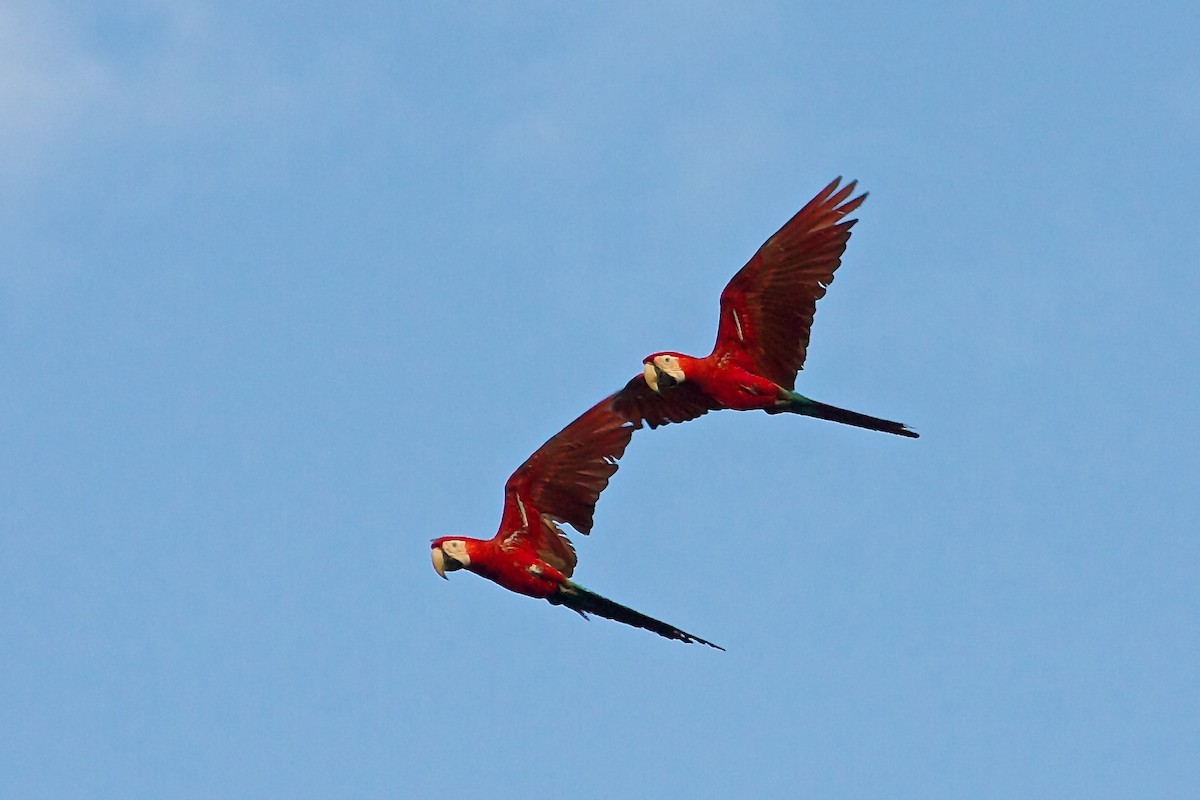Red-and-green Macaw - Mike Andersen
