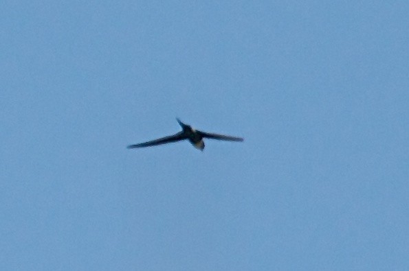 Lesser Swallow-tailed Swift - ML139076651