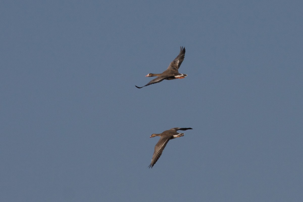 Greater White-fronted Goose - ML139078061