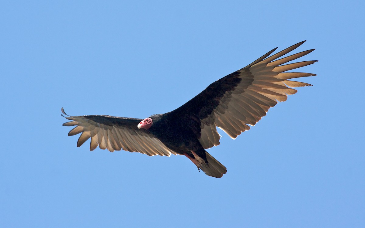 Turkey Vulture - Mike Andersen