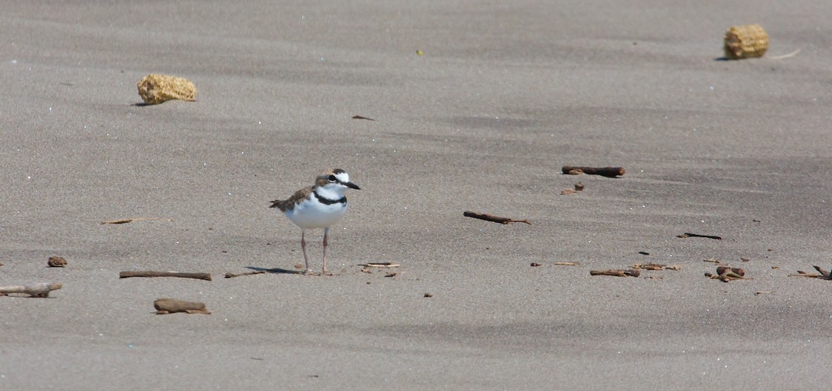 Collared Plover - ML139078231