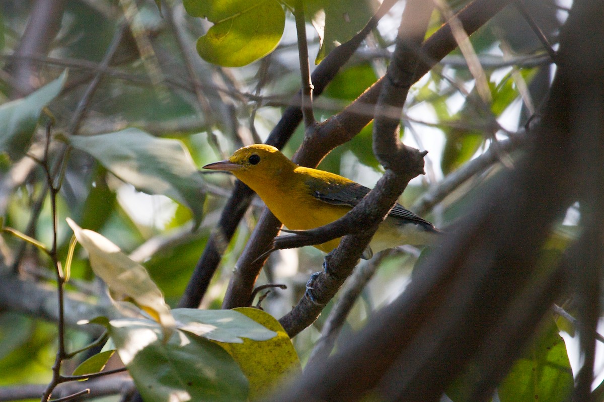 Prothonotary Warbler - Mike Andersen